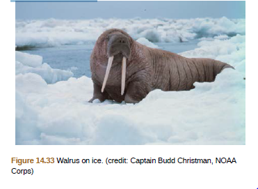 Figure 14.33 Walrus on ice. (credit: Captain Budd Christman, NOAA
Corps)

