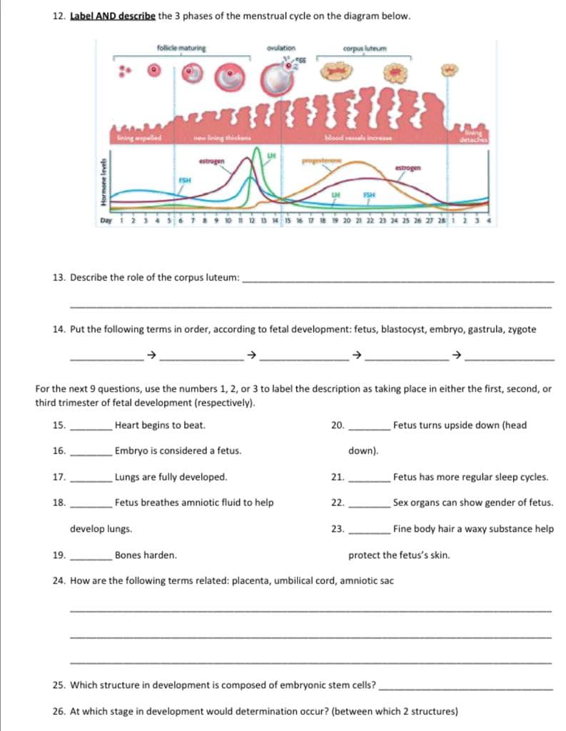 12. Label AND describe the 3 phases of the menstrual cycle on the diagram below.
follicle maturing
ovulation
corpus luteum
ning espelled
neliing thickana
lood vessale inCH
detaches
estrogen
estrogen
FSH
FSH
Day 1 2 3 4s6 78 9 10 12 BHIS 16 7 18 19 20 21 22 23 24 25 26 27 28 1 23 4
13. Describe the role of the corpus luteum:
14. Put the following terms in order, according to fetal development: fetus, blastocyst, embryo, gastrula, zygote
->
For the next 9 questions, use the numbers 1, 2, or 3 to label the description as taking place in either the first, second, or
third trimester of fetal development (respectively).
15.
Heart begins to beat.
20.
Fetus turns upside down (head
16.
Embryo is considered a fetus.
down).
17.
Lungs are fully developed.
21.
Fetus has more regular sleep cycles.
18.
Fetus breathes amniotic fluid to help
22.
Sex organs can show gender of fetus.
develop lungs.
23.
Fine body hair a waxy substance help
19.
Bones harden.
protect the fetus's skin.
24. How are the following terms related: placenta, umbilical cord, amniotic sac
25. Which structure in development is composed of embryonic stem cells?
26. At which stage in development would determination occur? (between which 2 structures)
