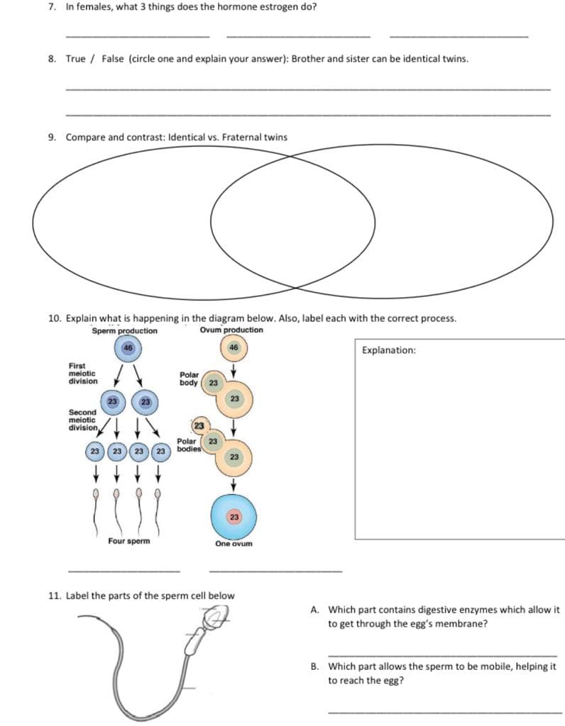7. In females, what 3 things does the hormone estrogen do?
8. True / False (circle one and explain your answer): Brother and sister can be identical twins.
9. Compare and contrast: Identical vs. Fraternal twins
10. Explain what is happening in the diagram below. Also, label each with the correct process.
Sperm production
Ovum production
46
46
Explanation:
First
meiotic
division
Polar
body
23
23
23
23
Second
meiotic
division
Polar
23
23 23 23 23 bodies
Four sperm
One ovum
11. Label the parts of the sperm cell below
A. Which part contains digestive enzymes which allow it
to get through the egg's membrane?
B. Which part allows the sperm to be mobile, helping it
to reach the egg?
