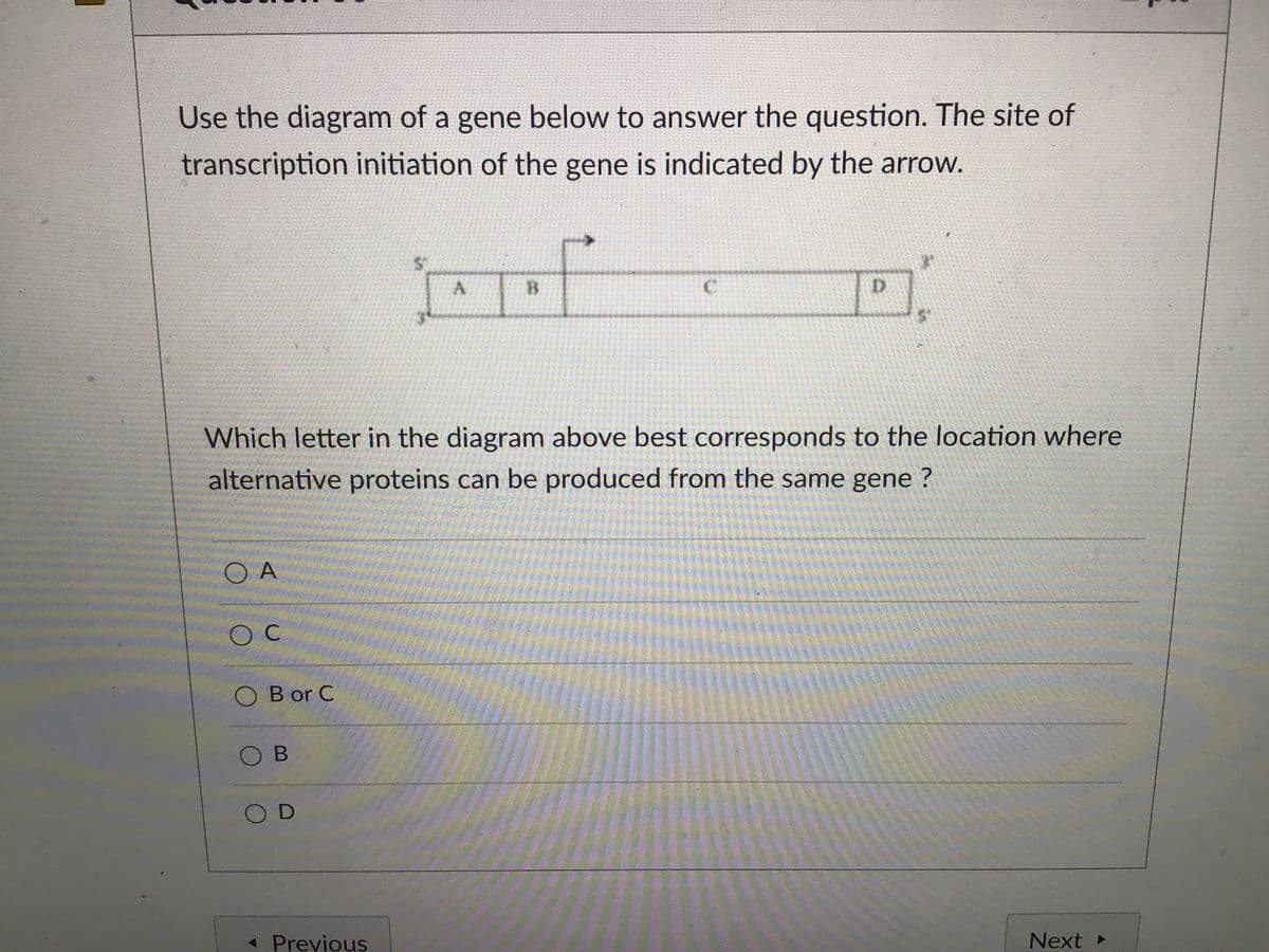 Use the diagram of a gene below to answer the question. The site of
transcription initiation of the gene is indicated by the arrow.
C.
D.
Which letter in the diagram above best corresponds to the location where
alternative proteins can be produced from the same gene ?
O A
O C
O B or C
O B
OD
« Previous
Next
