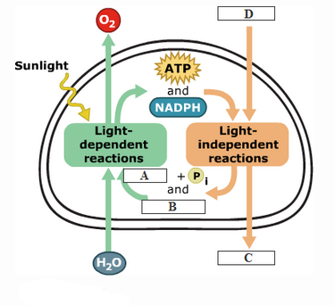 D
02
Sunlight
АТР
and
NADPH
Light-
dependent
reactions
Light-
independent
reactions
A
+ P.
and
В
H,0
