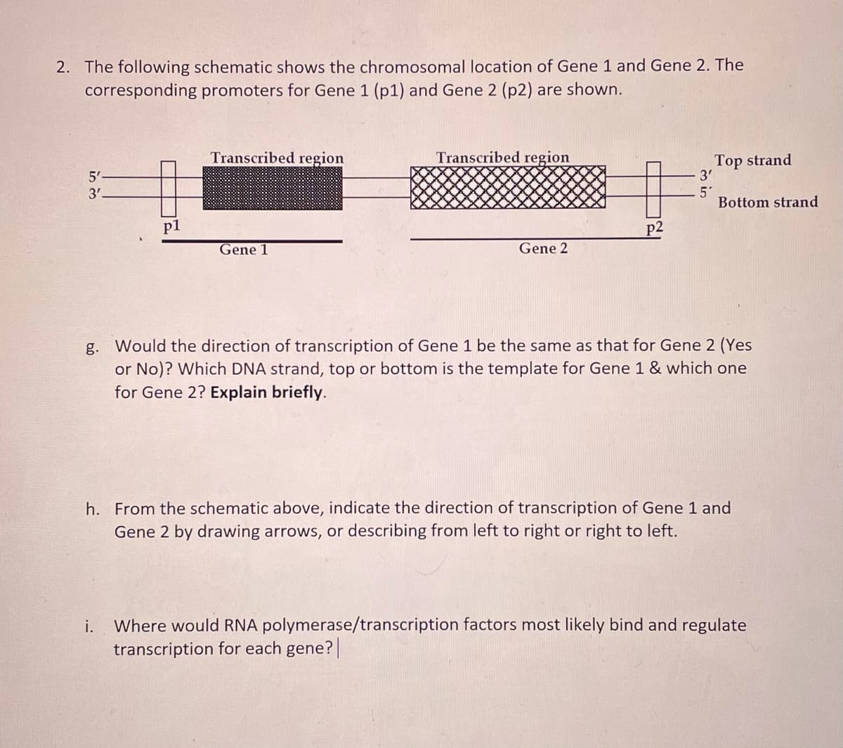 2. The following schematic shows the chromosomal location of Gene 1 and Gene 2. The
corresponding promoters for Gene 1 (p1) and Gene 2 (p2) are shown.
Transcribed region
Transcribed region
Top strand
3'
5'
3'
Bottom strand
p1
p2
Gene 1
Gene 2
g. Would the direction of transcription of Gene 1 be the same as that for Gene 2 (Yes
or No)? Which DNA strand, top or bottom is the template for Gene 1 & which one
for Gene 2? Explain briefly.
h. From the schematic above, indicate the direction of transcription of Gene 1 and
Gene 2 by drawing arrows, or describing from left to right or right to left.
i.
Where would RNA polymerase/transcription factors most likely bind and regulate
transcription for each gene?
