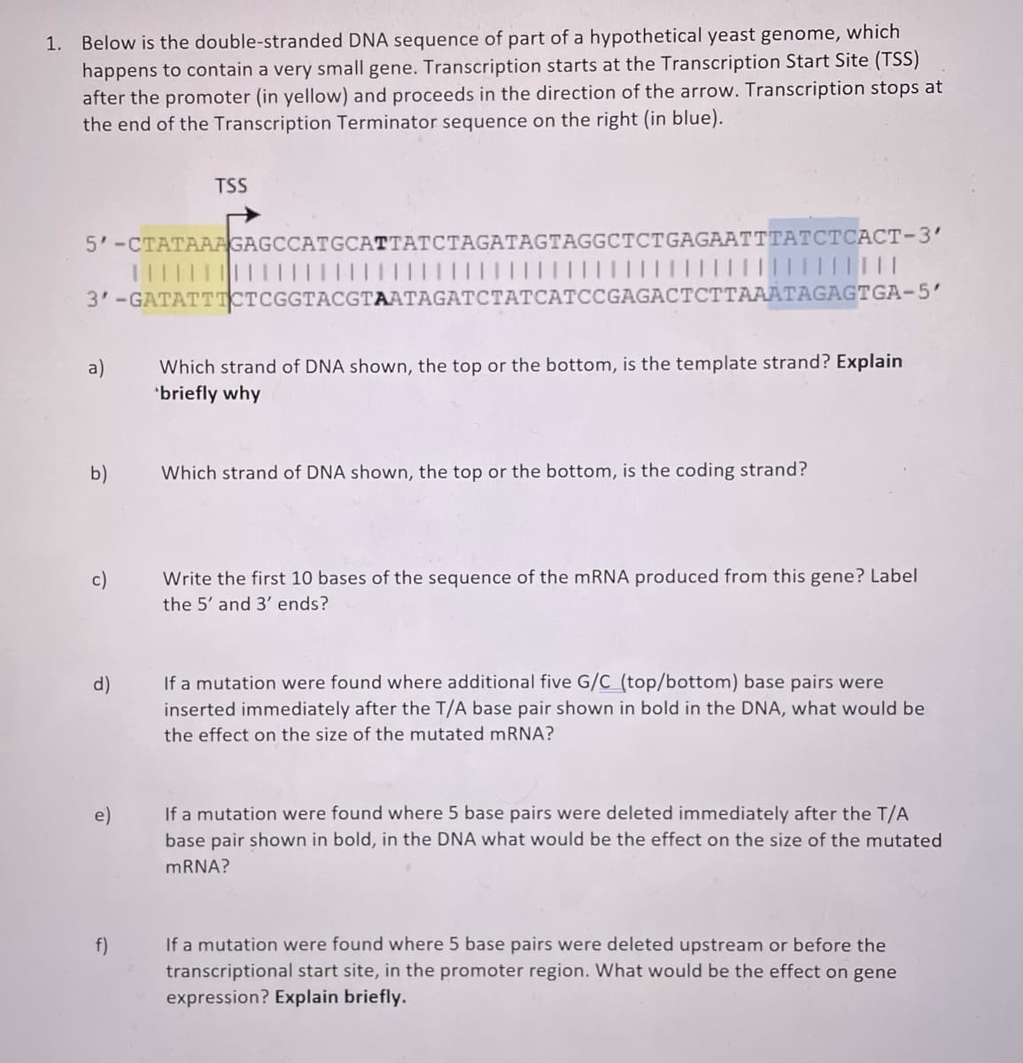 Below is the double-stranded DNA sequence of part of a hypothetical yeast genome, which
happens to contain a very small gene. Transcription starts at the Transcription Start Site (TSS)
after the promoter (in yellow) and proceeds in the direction of the arrow. Transcription stops at
the end of the Transcription Terminator sequence on the right (in blue).
1.
TSS
5' -СТАТАAGAGCCATGCATTATCTAGATAGTAGGCTCTGAGAAТТТАТСТСАСТ-3'
3'-GATATTTCTCGGTACGTAATAGATCTATCATCCGAGACTCTTAAATAGAGTGA-5'
Which strand of DNA shown, the top or the bottom, is the template strand? Explain
*briefly why
a)
b)
Which strand of DNA shown, the top or the bottom, is the coding strand?
c)
Write the first 10 bases of the sequence of the mRNA produced from this gene? Label
the 5' and 3' ends?
If a mutation were found where additional five G/C (top/bottom) base pairs were
inserted immediately after the T/A base pair shown in bold in the DNA, what would be
d)
the effect on the size of the mutated mRNA?
If a mutation were found where 5 base pairs were deleted immediately after the T/A
base pair shown in bold, in the DNA what would be the effect on the size of the mutated
MRNA?
If a mutation were found where 5 base pairs were deleted upstream or before the
transcriptional start site, in the promoter region. What would be the effect on gene
expression? Explain briefly.
f)
