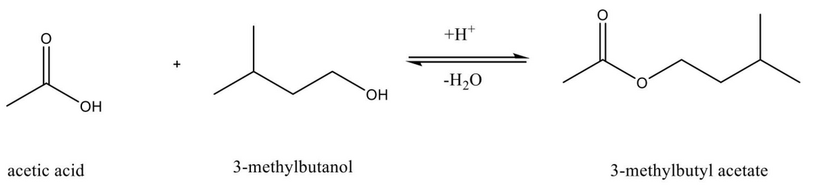 i
OH
acetic acid
3-methylbutanol
OH
+H+
-H₂O
3-methylbutyl acetate