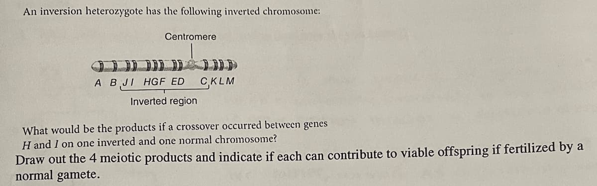 An inversion heterozygote has the following inverted chromosome:
Centromere
A B JI HGF ED
Inverted region
C,KLM
What would be the products if a crossover occurred between genes
H and I on one inverted and one normal chromosome?
Draw out the 4 meiotic products and indicate if each can contribute to viable offspring if fertilized by a
normal gamete.