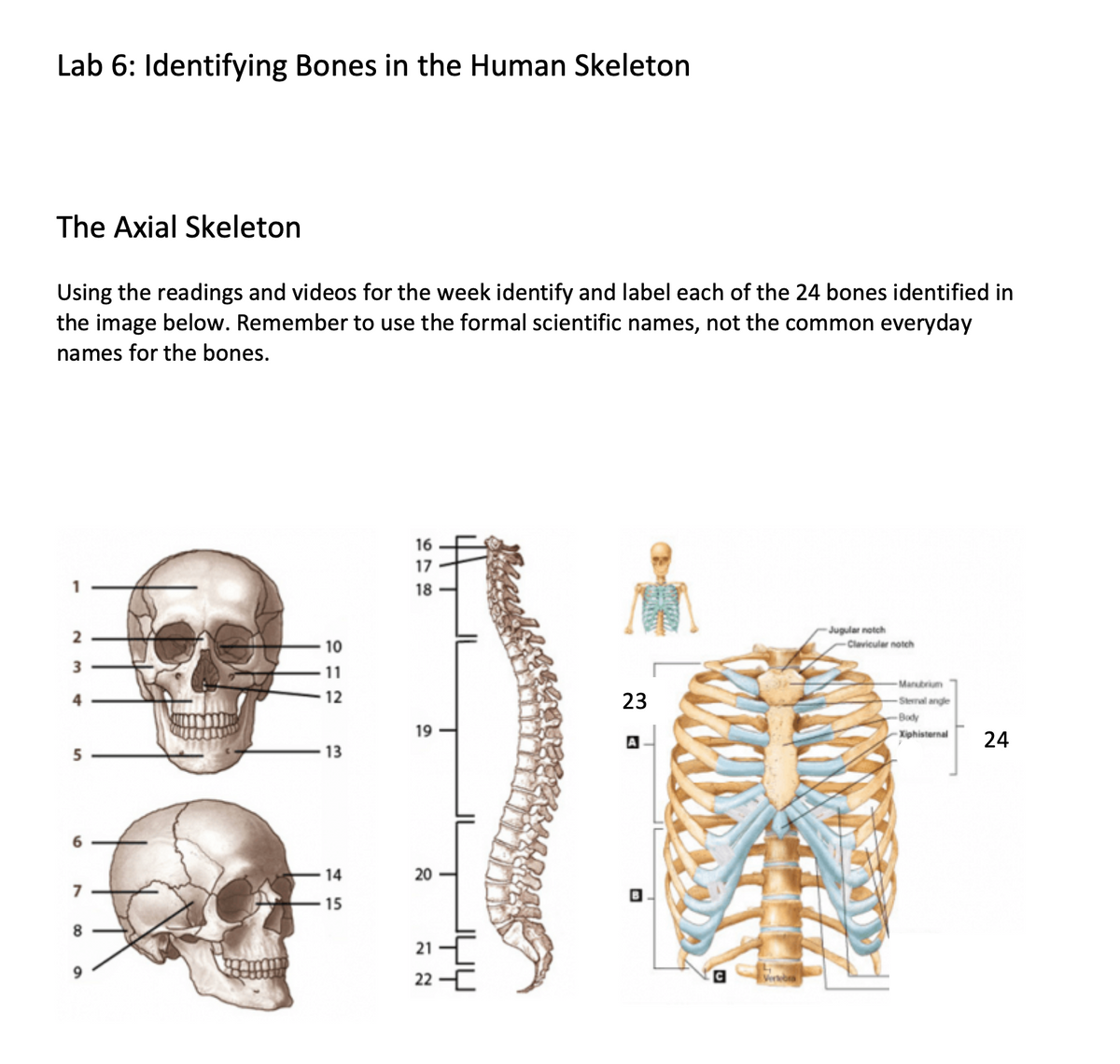 Lab 6: Identifying Bones in the Human Skeleton
The Axial Skeleton
Using the readings and videos for the week identify and label each of the 24 bones identified in
the image below. Remember to use the formal scientific names, not the common everyday
names for the bones.
2
3
6
78a
10
11
12
13
14
15
16
17
18
19
20
21
22
23
A
C
Vertebra
Jugular notch
-Claviculer notch
-Manubrium
Sternal angle
-Body
Xiphisternal
24
