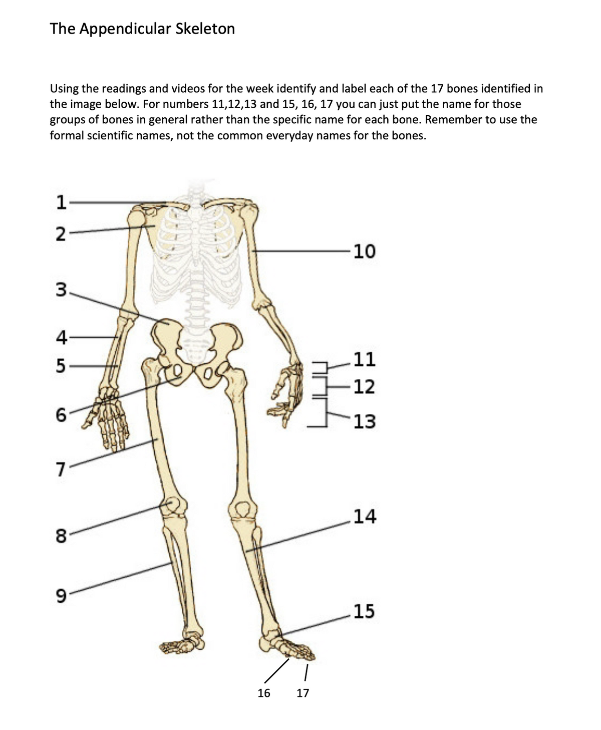 The Appendicular Skeleton
Using the readings and videos for the week identify and label each of the 17 bones identified in
the image below. For numbers 11,12,13 and 15, 16, 17 you can just put the name for those
groups of bones in general rather than the specific name for each bone. Remember to use the
formal scientific names, not the common everyday names for the bones.
f
1-
2
N
3
45
4-
6
7
8
9-
16 17
-10
11
12
13
14
15