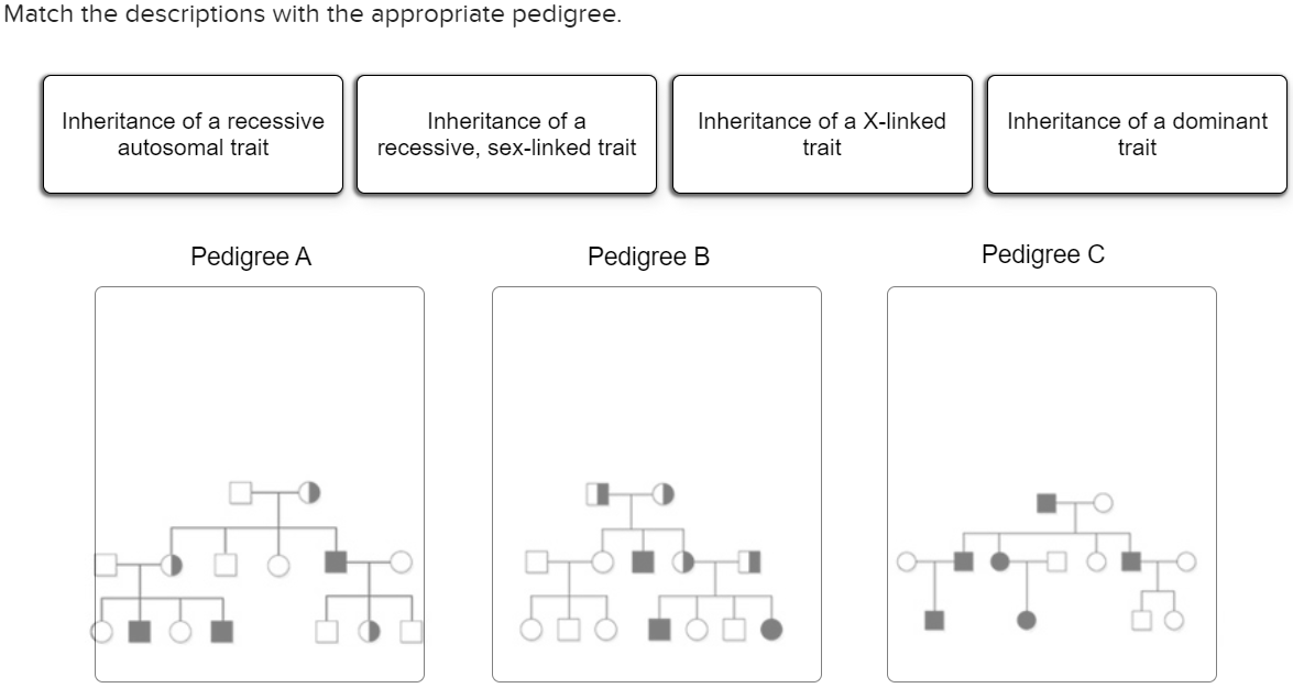 Match the descriptions with the appropriate pedigree.
Inheritance of a dominant
trait
Inheritance of a recessive
Inheritance of a
Inheritance of a X-linked
autosomal trait
recessive, sex-linked trait
trait
Pedigree A
Pedigree B
Pedigree C
