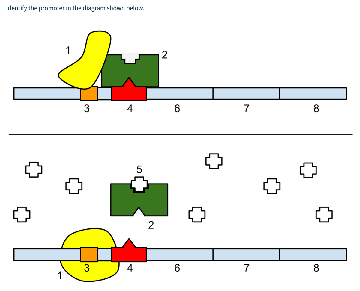 Identify the promoter in the diagram shown below.
1
3
4
6
7
8
5
2
3
4
6.
7
8
1
