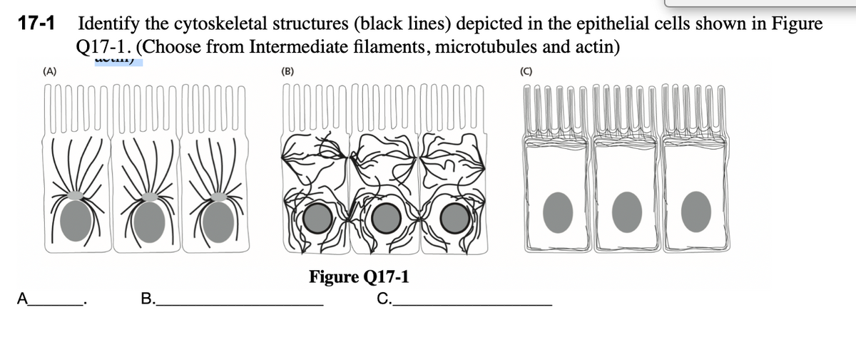 17-1 Identify the cytoskeletal structures (black lines) depicted in the epithelial cells shown in Figure
Q17-1. (Choose from Intermediate filaments, microtubules and actin)
(A)
(B)
(C)
Figure Q17-1
C.
A
В.
