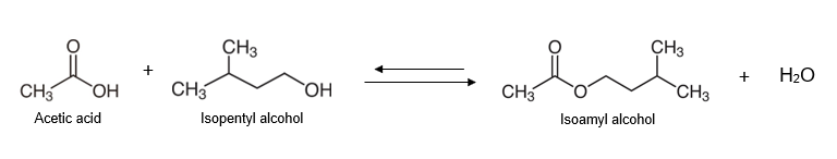 CH OH
CH3
CH3
H2O
CH5
CH
CH3
`CH3
Acetic acid
Isopentyl alcohol
Isoamyl alcohol
