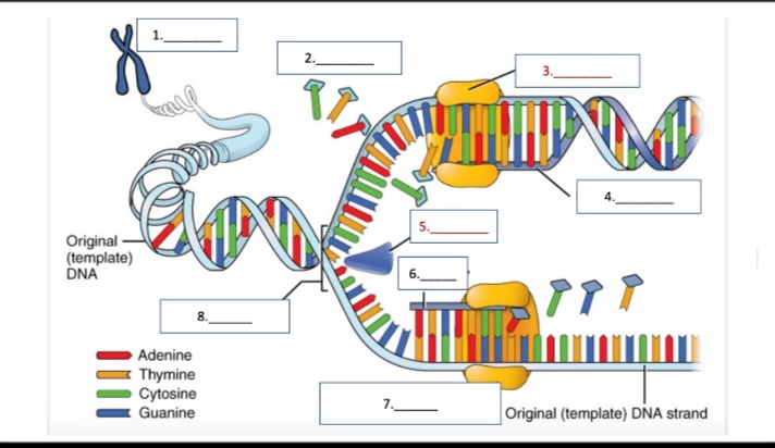 2.
3.
Original
(template)
DNA
6.
8.
Adenine
Thymine
Cytosine
: Guanine
7.
Original (template) DNA strand
