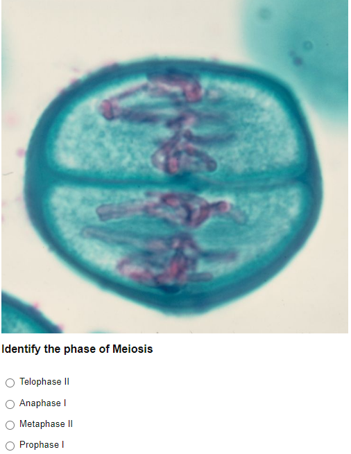 Identify the phase of Meiosis
Telophase II
Anaphase I
Metaphase II
Prophase I