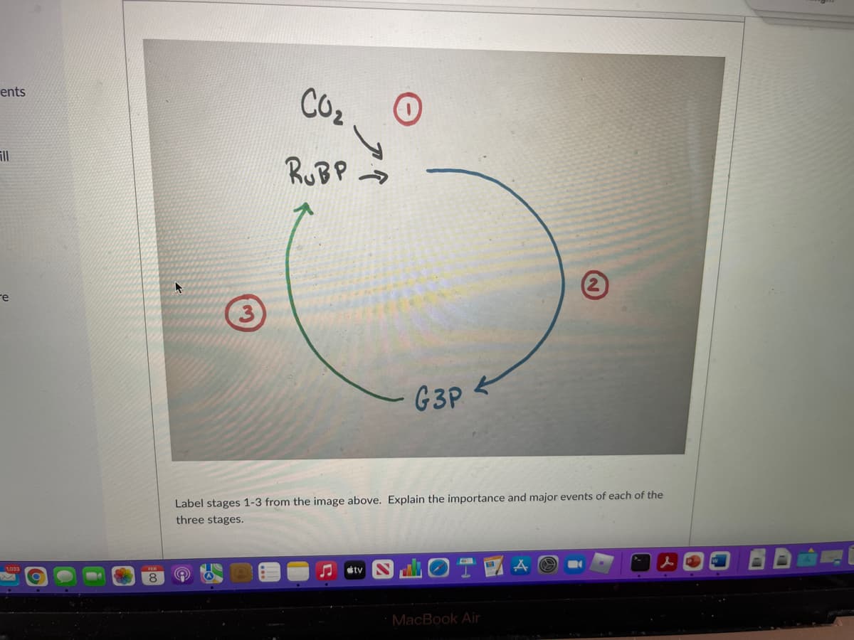 ents
CO2
ill
RUBP →
re
(3
G3P
Label stages 1-3 from the image above. Explain the importance and major events of each of the
three stages.
1033
stv
MacBook Air
