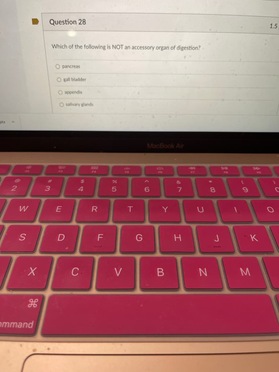 Question 28
1.5
Which of the following is NOT an accessory organ of digestion?
O pancreas
O gall bladder
O appendix
O salivary glands
ptx
MacBook Air
220
DO
F3
FA
F6
F6
F7
#3
%24
&
2
3
4.
7
8.
W
E
R
Y
S
F
H
J
K
C
V
ommand
