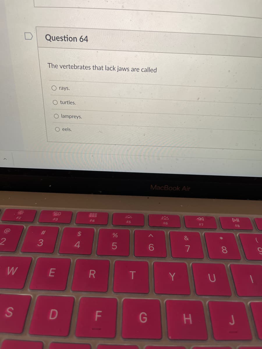 Question 64
The vertebrates that lack jaws are called
O rays.
O turtles.
O lampreys.
O eels.
MacBook Air
20
888
DII
F3
F4
F5
F6
F7
F8
%23
2$
&
*
7
8.
W
T
Y
U
S
J
云
くO
CD
