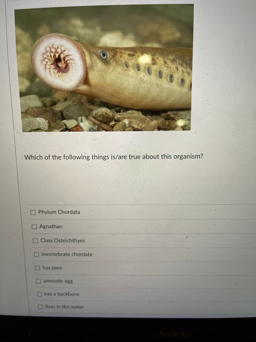 Which of the following things is/are true about this organism?
Phylum Chordata
Agnathan
Class Osteichthyes
invertebrate chordate
has jaws
amniotic egg
has a backbone
Olives in the water
MacBook Air