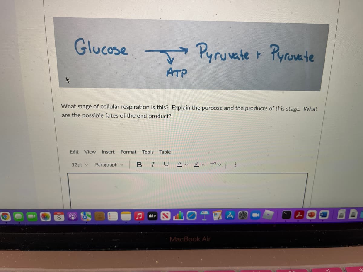 Glucose
Pyruwate
Pyrovate
ATP
What stage of cellular respiration is this? Explain the purpose and the products of this stage. What
are the possible fates of the end product?
Edit
View
Insert
Format
Tools
Table
12pt v
Paragraph v B I
A V
8.
étv
MacBook Air
