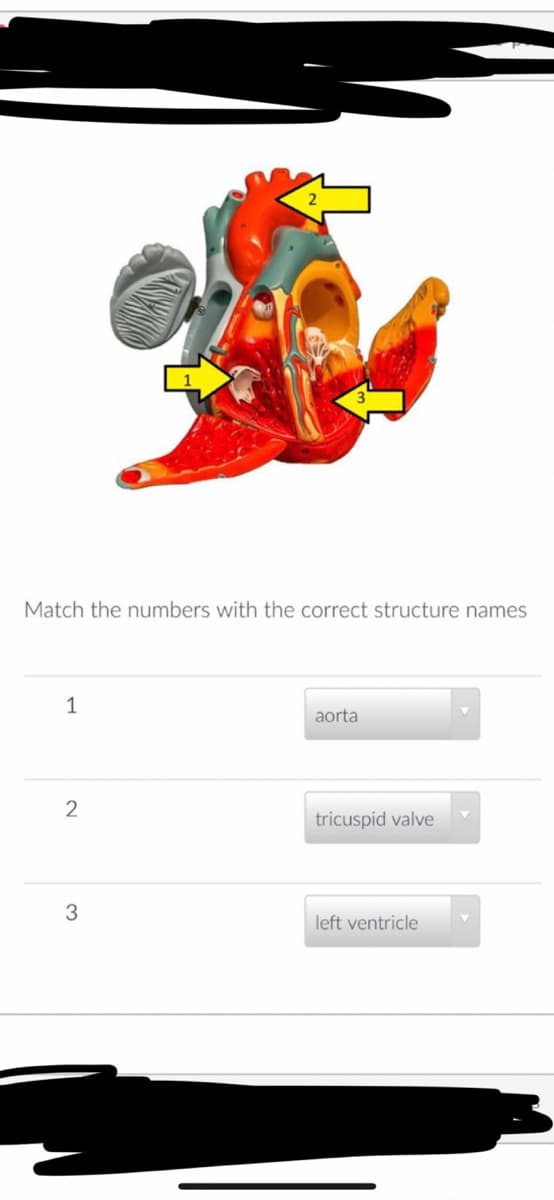 Match the numbers with the correct structure names
1
aorta
tricuspid valve
3
left ventricle
