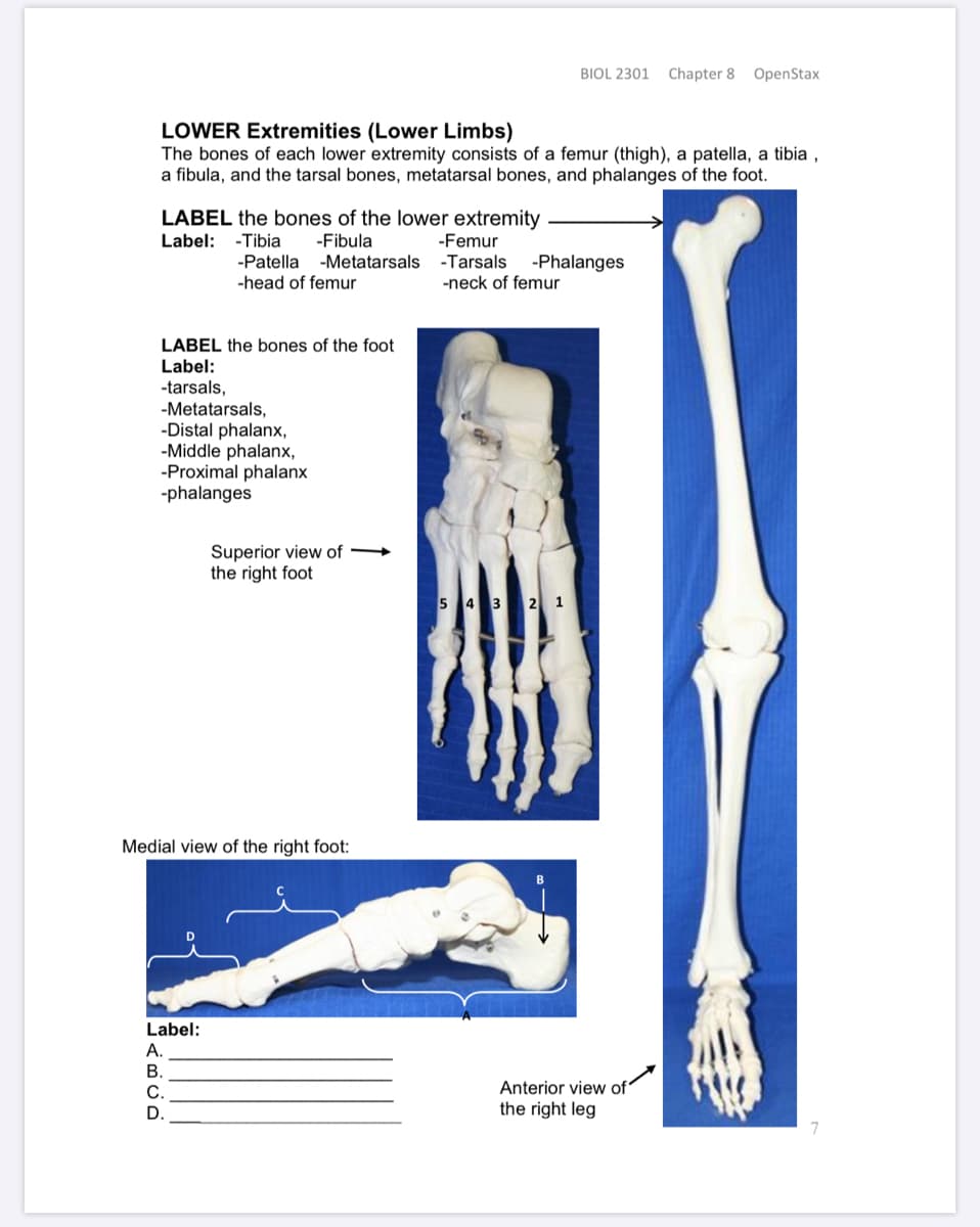 BIOL 2301
Chapter 8 OpenStax
LOWER Extremities (Lower Limbs)
The bones of each lower extremity consists of a femur (thigh), a patella, a tibia ,
a fibula, and the tarsal bones, metatarsal bones, and phalanges of the foot.
LABEL the bones of the lower extremity
Label: -Tibia
-Fibula
-Patella -Metatarsals
-head of femur
-Femur
-Tarsals
-neck of femur
-Phalanges
LABEL the bones of the foot
Label:
-tarsals,
-Metatarsals,
-Distal phalanx,
-Middle phalanx,
-Proximal phalar
-phalanges
Superior view of →
the right foot
5 4 3 2 1
Medial view of the right foot:
Label:
А.
В.
Anterior view of'
С.
D.
the right leg
