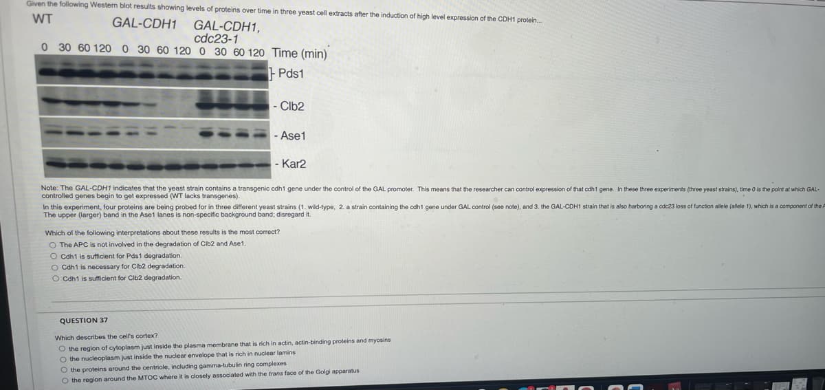 Given the following Western blot results showing levels of proteins over time in three yeast cell extracts after the induction of high level expression of the CDH1 protein.
WT
GAL-CDH1
GAL-CDH1,
cdc23-1
0 30 60 120 0 30 60 120 0 30 60 120 Time (min)
| Pds1
- Clb2
- Ase1
- Kar2
Note: The GAL-CDH1 indicates that the yeast strain contains a transgenic cdh1 gene under the control of the GAL promoter. This means that the researcher can control expression of that cdh1 gene. In these three experiments (three yeast strains), time O is the point at which GAL-
controlled genes begin to get expressed (WT lacks transgenes).
which is a component of the A
In this experiment, four proteins are being probed for in three different yeast strains (1. wild-type, 2. a strain containing the cdh1 gene under GAL control (see note), and 3. the GAL-CDH1 strain that is also harboring a cdc23 loss of function allele (allele
The upper (larger) band in the Ase1 lanes is non-specific background band; disregard it.
Which of the following interpretations about these results is the most correct?
O The APC is not involved in the degradation of Cib2 and Ase1
O Cdh1 is sufficient for Pds1 degradation.
O Cdh1
necessary for Clb2 degradation.
O Cdh1 is sufficient for Clb2 degradation.
QUESTION 37
Which describes the cell's cortex?
O the region of cytoplasm just inside the plasma membrane that is rich in actin, actin-binding proteins and myosins
O the nucleoplasm just inside the nuclear envelope that is rich in nuclear lamins
O the proteins around the centriole, including gamma-tubulin ring complexes
O the region around the MTOC where it is closely associated with the trans face of the Golgi apparatus

