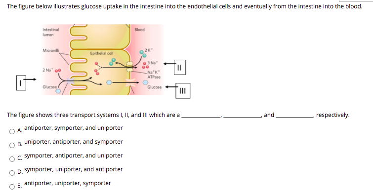 The figure below illustrates glucose uptake in the intestine into the endothelial cells and eventually from the intestine into the blood.
Intestinal
Blood
lumen
Microvili
2K
Epithelial cell
O3 Na
2 Na go
Na"K*
ATPase
Glucose
Glucose
The figure shows three transport systems I, II, and III which are a
and
respectively.
A. antiporter, symporter, and uniporter
B. uniporter, antiporter, and symporter
c. symporter, antiporter, and uniporter
D. symporter, uniporter, and antiporter
E, antiporter, uniporter, symporter
