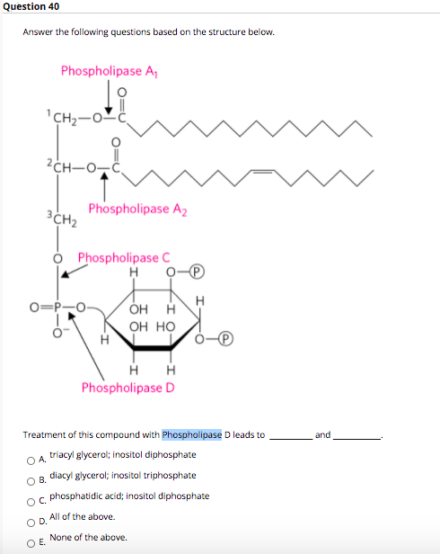 Question 40
Answer the following questions based on the structure below.
Phospholipase A,
'CH2-O-
2CH-0,č,
Phospholipase A2
3CH2
Phospholipase C
H
0=P-0-
ÓH H
он но
H H
Phospholipase D
Treatment of this compound with Phospholipase D leads to
and
OA triacyl glycerol; inositol diphosphate
O B. diacyl glycerol; inositol triphosphate
phosphatidic acid; inositol diphosphate
All of the above.
O D.
None of the above.
O E
