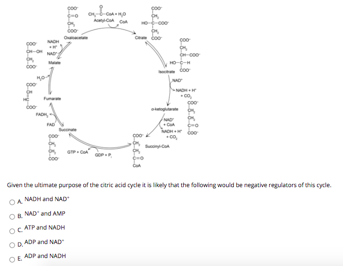 CH,-C-CoA + H,0
Acetyl-CoA CoA
Çoo
CH,
но-с-соо
čoo
CH,
Citrate coo
Oxaloacetate
NADH
çoo
CH-OH
CH,
CH,
сн-соо
NAD
Malate
HO-C-H
Coo
Isocitrate CoO
NAD
çoo
NADH • H
• Co,
CH
HC
Fumarate
čoo
a-ketoglutarate
CH,
FADH,
CH,
NAD
+ COA
FAD
c=o
NADH • H CO0
Succinate
Coo
• co,
CH,
GTP + COA
CH,
Succinyl-CoA
GOP • P,
Coo
COA
Given the ultimate purpose of the citric acid cycle it is likely that the following would be negative regulators of this cycle.
A.
NADH and NAD*
В.
NAD* and AMP
ATP and NADH
C.
ADP and NAD*
D.
ADP and NADH
Е.

