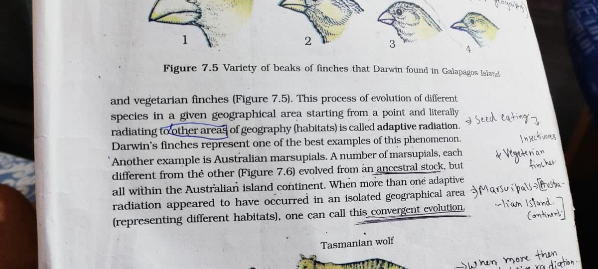 2
3
Figure 7.5 Variety of beaks of finches that Darwin found in Galapagos Island
and vegetarian finches (Figure 7.5). This process of evolution of different
species in a given geographical area starting from a point and literally
radiating toother areas of geography (habitats) is called adaptive radiation. 3 Seed etating I
Darwin's finches represent one of the best examples of this phenomenon.
Another example is Australian marsupials. A number of marsupials, each
different from thẻ other (Figure 7.6) evolved from an ancestral stock, but
all within the Australian island continent. When more than one adaptive
Insectivores
& Vegetenian
finches
radiation appeared to have occurred in an isolated geographical area
(representing different habitats), one can call this convergent evolution.
-lian Istand
Continenty]
Tasmanian wolf
when more then
LN Ya diation

