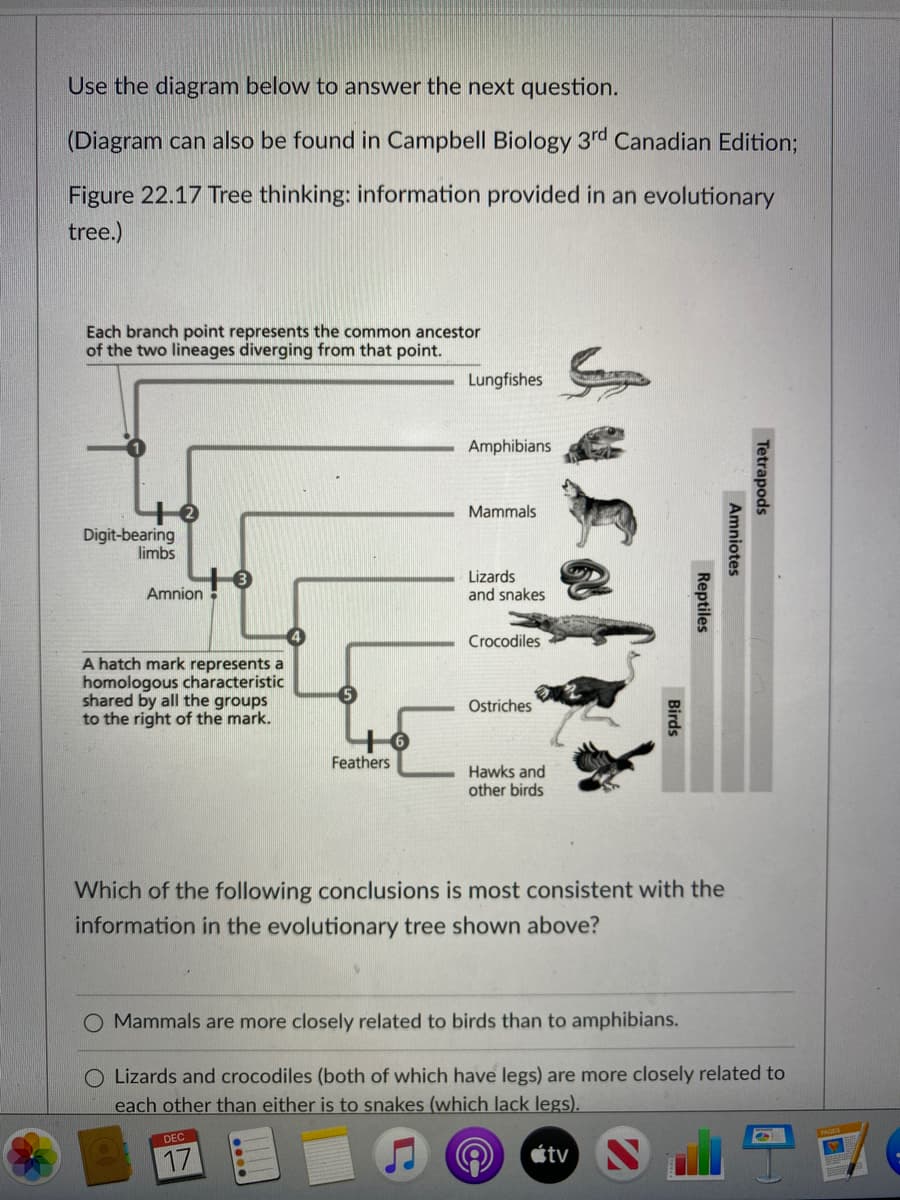 Use the diagram below to answer the next question.
(Diagram can also be found in Campbell Biology 3rd Canadian Edition;
Figure 22.17 Tree thinking: information provided in an evolutionary
tree.)
Each branch point represents the common ancestor
of the two lineages diverging from that point.
Lungfishes
Amphibians
Mammals
Digit-bearing
limbs
Lizards
and snakes
Amnion
Crocodiles
A hatch mark represents a
homologous characteristic
shared by all the groups
to the right of the mark.
Ostriches
Feathers
Hawks and
other birds
Which of the following conclusions is most consistent with the
information in the evolutionary tree shown above?
O Mammals are more closely related to birds than to amphibians.
O Lizards and crocodiles (both of which have legs) are more closely related to
each other than either is to snakes (which lack legs).
étv
Tetrapods
Amniotes
Reptiles
Birds
