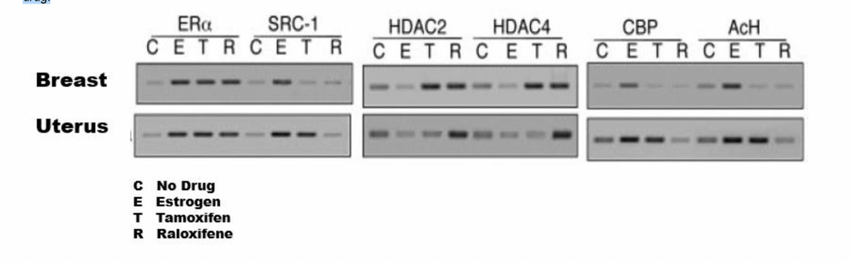 Breast
Uterus
ERa
SRC-1
CETRCETR
C No Drug
E Estrogen
T Tamoxifen
R Raloxifene
HDAC2
HDAC4
CETRCETR
СВР
ACH
CETRCETR