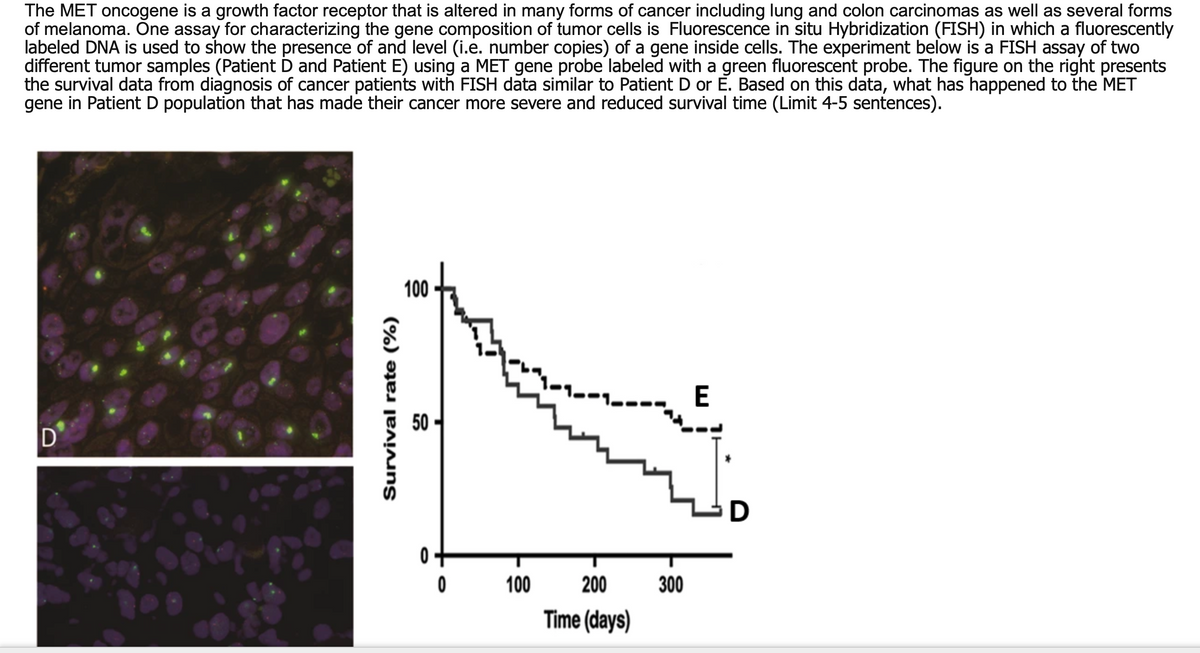 The MET oncogene is a growth factor receptor that is altered in many forms of cancer including lung and colon carcinomas as well as several forms
of melanoma. One assay for characterizing the gene composition of tumor cells is Fluorescence in situ Hybridization (FISH) in which a fluorescently
labeled DNA is used to show the presence of and level (i.e. number copies) of a gene inside cells. The experiment below is a FISH assay of two
different tumor samples (Patient D and Patient E) using a MET gene probe labeled with a green fluorescent probe. The figure on the right presents
the survival data from diagnosis of cancer patients with FISH data similar to Patient D or E. Based on this data, what has happened to the MET
gene in Patient D population that has made their cancer more severe and reduced survival time (Limit 4-5 sentences).
D
Survival rate (%)
100
0
0
100
200
Time (days)
300
E