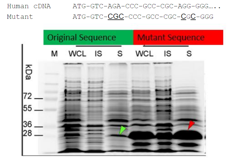 Human cDNA
Mutant
kDa
72
55.
36
28
32
| | | |
ATG-GTC-AGA-CCC-GCC-CGC-AGG-GGG.....
ATG-GTC-CGC-CCC-GCC-CGC-CGC-GGG
Original Sequence
M WCL IS S
Mutant Sequence
WCL IS S
