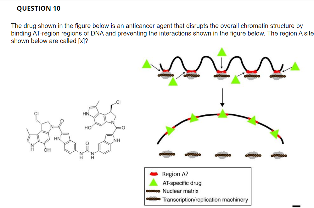 QUESTION 10
The drug shown in the figure below is an anticancer agent that disrupts the overall chromatin structure by
binding AT-region regions of DNA and preventing the interactions shown in the figure below. The region A site
shown below are called [x]?
H
OH
HN
HN
HO
NH
Region A?
AT-specific drug
cooooo Nuclear matrix
Transcription/replication machinery
