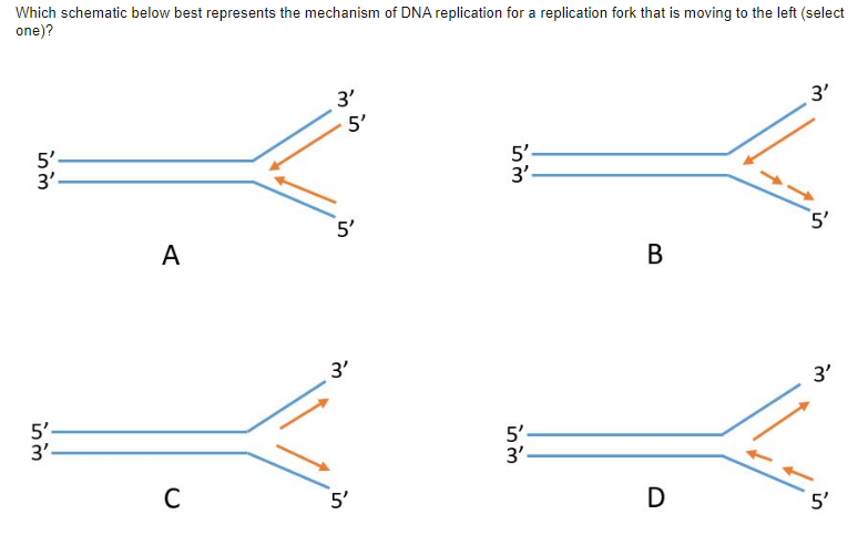 Which schematic below best represents the mechanism of DNA replication for a replication fork that is moving to the left (select
one)?
in m
5'
in m
5'
A
C
3'
5'
5'
3'
5'
5'
in m
in m
5'
3'
B
D
3'
'5'
3'
5'