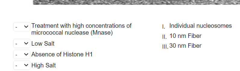 I
✓ Treatment with high concentrations of
micrococcal nuclease (Mnase)
✓ Low Salt
✓ Absence of Histone H1
✓ High Salt
I. Individual nucleosomes
II. 10 nm Fiber
III. 30 nm Fiber