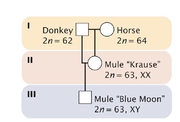 OHorse
Donkey
2n = 62
2n= 64
II
Mule "Krause"
2n = 63, XX
II
Mule "Blue Moon"
2n = 63, XY
%3D
