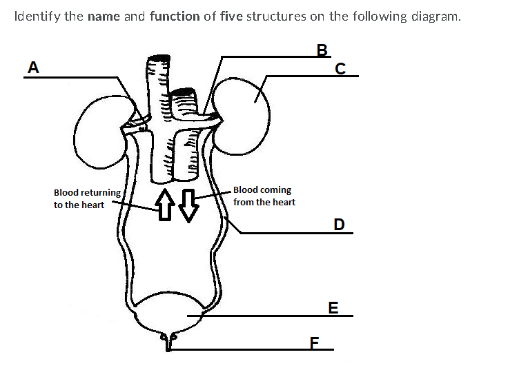 Identify the name and function of five structures on the following diagram.
B.
A
Blood returning
Blood coming
to the heart
from the heart
D
E
