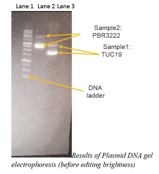 Lane 1 Lane 2 Lane 3
Sample2:
PBR3222
Sample1:
TUC19
DNA
ladder
Results of Plasmid DNA gel
electrophoresis (before editing brightness)

