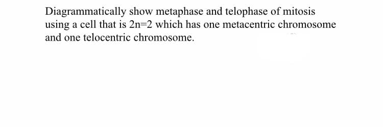 Diagrammatically show metaphase and telophase of mitosis
using a cell that is 2n=2 which has one metacentric chromosome
and one telocentric chromosome.
