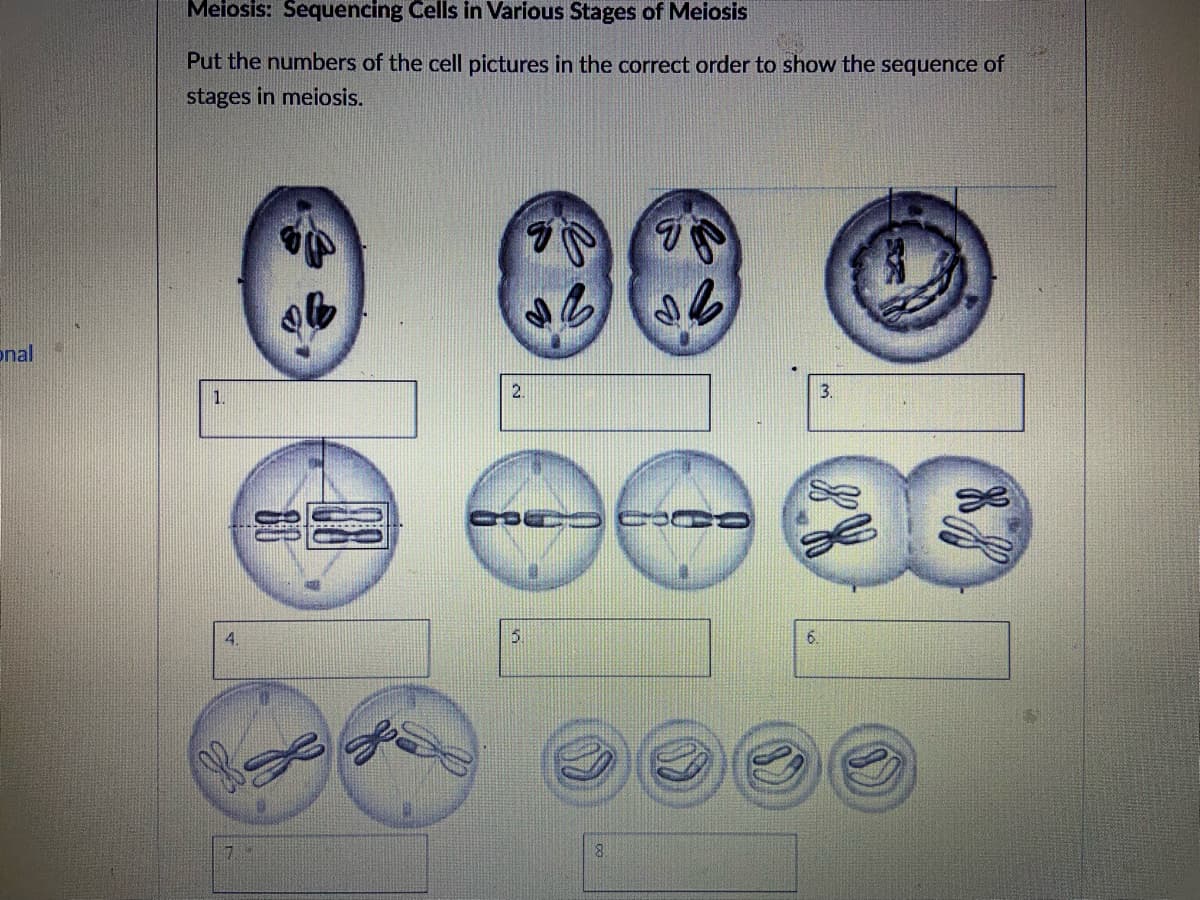 Meiosis: Sequencing Cells in Various Stages of Meiosis
Put the numbers of the cell pictures in the correct order to show the sequence of
stages in meiosis.
onal
1.
2.
3.
4.
5
6.
8.
