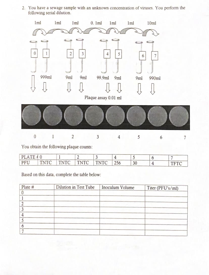 2. You have a sewage sample with an unknown concentration of viruses. You perform the
following serial dilution.
Iml
Iml
1ml
0. Iml
Iml
1ml
10ml
3
4
5
6.
7
999ml
9ml
9ml
99.9ml 9ml
9ml
990ml
Plaque assay 0.01 ml
0 1
2
3
4
6
7
You obtain the following plaque counts:
PLATE 0
1
2
3
TNTC
4
6
7
PFU
TNTC
TNTC
TNTC
256
30
4
TFTC
Based on this data, complete the table below:
Plate #
Dilution in Test Tube
Inoculum Volume
Titer (PFU's/ml)
1
3
4
7
