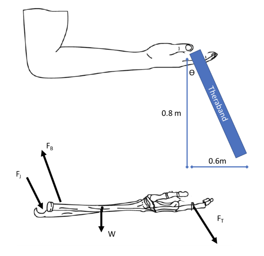 le
0.8 m
FB
0.6m
FT
Theraband
