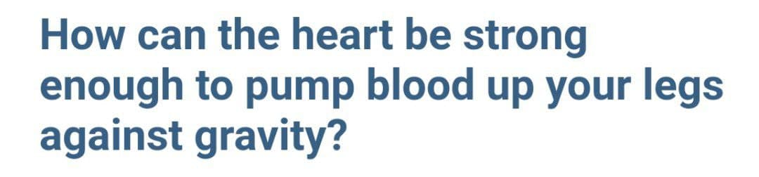 How can the heart be strong
enough to pump blood up your legs
against gravity?
