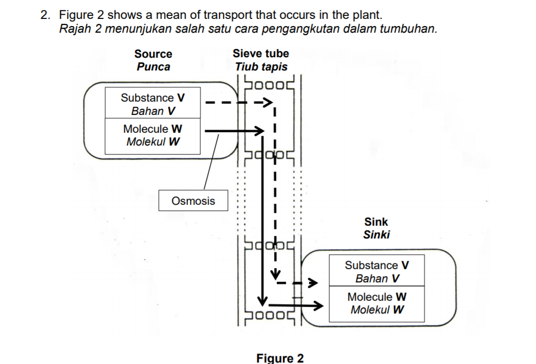 2. Figure 2 shows a mean of transport that occurs in the plant.
Rajah 2 menunjukan salah satu cara pengangkutan dalam tumbuhan.
Source
Sieve tube
Pиnca
Tiub tapis
Substance V
Bahan V
Molecule W
Molekul W
Osmosis
Sink
Sinki
Substance V
Bahan V
Molecule W
Molekul W
Figure 2
