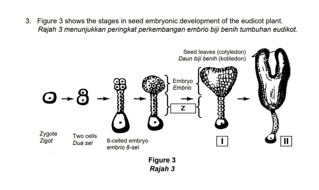 3. Figure 3 shows the stages in seed embryonic development of the eudicot plant.
Rajah 3 menunjukkan peringkat perkembangan embrio biji benih tumbuhan eudikot.
Seed leaves (cotyledon)
Daun biji benih (kotiledon)
Embryo
Embrio
0 -8
Zygote
Zigot
Two cells
8-celled embryo
embrio 8-sel
Dua sel
Figure 3
Rajah 3
