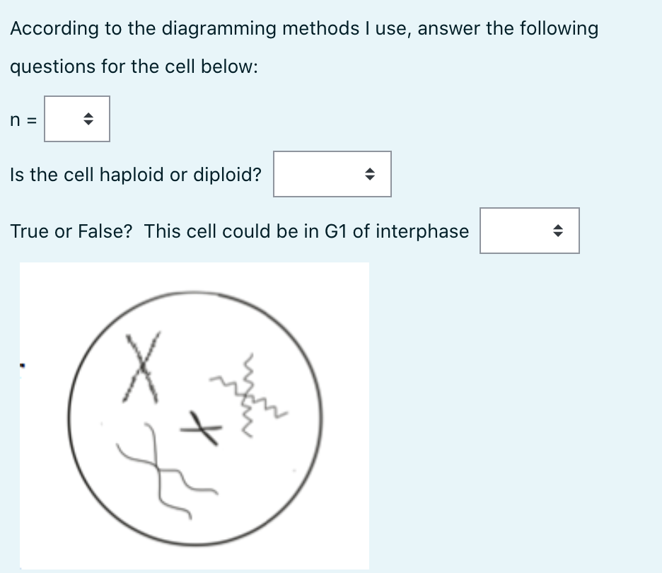 According to the diagramming methods I use, answer the following
questions for the cell below:
n =
Is the cell haploid or diploid?
True or False? This cell could be in G1 of interphase
X.
