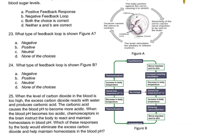 blood sugar levels.
The baby pushes
against the cervix,
causing it to stretch.
a. Positive Feedback Response
b. Negative Feedback Loop
c. Both the choice is correct
d. Neither a and b are correct
Uterus
Oxytocin causes
the uterus to
contract.
Stretching of the
cervix causes
nerve impulses
to be serit to
the brain.
23. What type of feedback loop is shown Figure A?
Umbilical
- Cervix
cord
a. Negative
b. Positive
c. Neutral
d. None of the choices
The brain stimulates
the pituitary to release
oxytocin.
Figure A
Hypothalamus
24. What type of feedback loop is shown Figure B?
Nerve impulses
sent to skin
a. Negative
b. Positive
c. Neutral
d. None of the choices
Thermoreceptors
Increased sweating
vasodilation
Increase in body
tomperature
Decrease in bedy
temperature
Normal bedy
temperture ar C)
Nomal bedy
mpertue arC)
No change
25. When the level of carbon dioxide in the blood is
Decrease in body
temperature
Increase in body
temperature
too high, the excess carbon dioxide reacts with water
and produces carbonic acid. The carbonic acid
causes the blood pH to become more acidic. When
the blood pH becomes too acidic, chemoreceptors in
the brain instruct the body to react and maintain
homeostasis in blood pH. Which of these responses
by the body would eliminate the excess carbon
dioxide and help maintain homeostasis in the blood pH?
Thermoreceptors
Shivering.
vasoconstriction
Nerve impulses
sent to skin
tethalamun
Figure B
