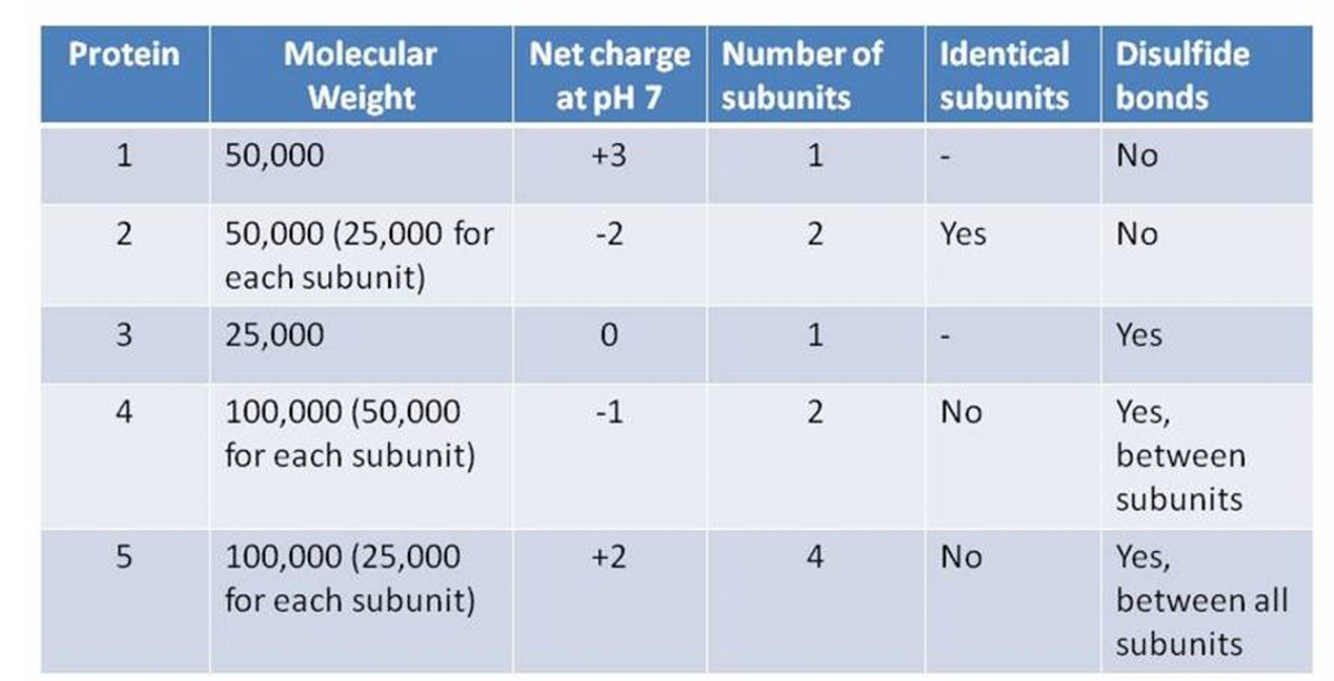 Net charge Number of Identical Disulfide
at pH 7
Protein
Molecular
Weight
subunits
subunits bonds
1
50,000
+3
1
No
50,000 (25,000 for
each subunit)
2
-2
Yes
No
25,000
1
Yes
100,000 (50,000
for each subunit)
4
-1
2
No
Yes,
between
subunits
100,000 (25,000
for each subunit)
+2
4
No
Yes,
between all
subunits
