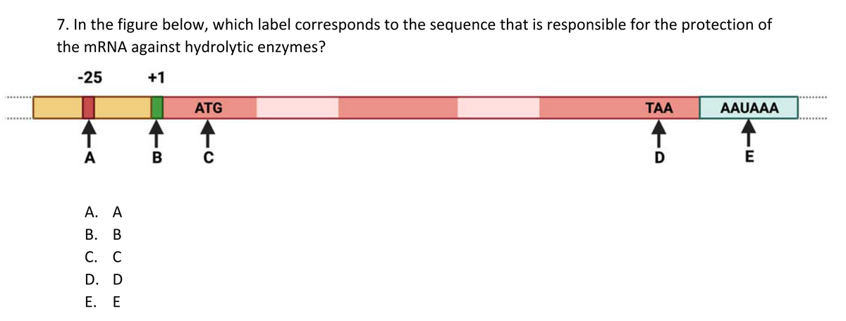 7. In the figure below, which label corresponds to the sequence that is responsible for the protection of
the mRNA against hydrolytic enzymes?
-25
+1
A
A. A
B. B
C. C
D. D
E. E
ATG
B C
TAA
D
AAUAAA
E